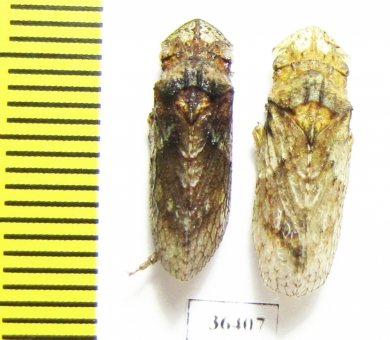 Homoptera sp.  Thailand - INSECTS-STORE.RU