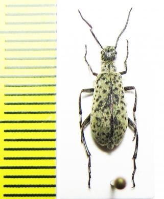 Epicauta atomaria  Argentina - INSECTS-STORE.RU