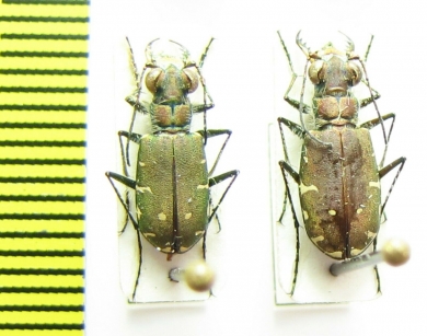 Calomera fischeri elongatosignata, pair  Turkmenistan - INSECTS-STORE.RU