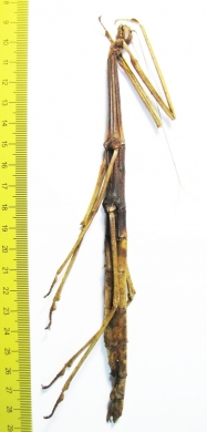 Phasmatodea sp., female  Panama 200mm - INSECTS-STORE.RU