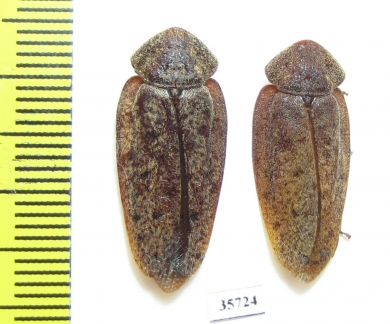 Blattodea sp.  Tanzania - INSECTS-STORE.RU