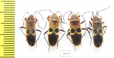 Hemiptera sp.  Thailand - INSECTS-STORE.RU