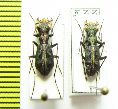Cylindera dromicoides, pair  Nepal - INSECTS-STORE.RU