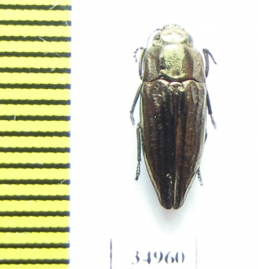 Sphenoptera sculpticollis  Armenia - INSECTS-STORE.RU