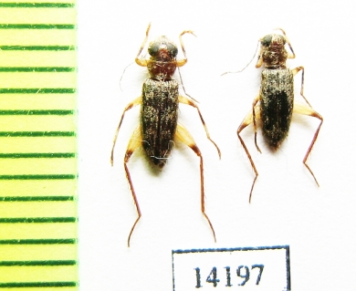 Cleridae sp. Indonesia, Sumatra - INSECTS-STORE.RU