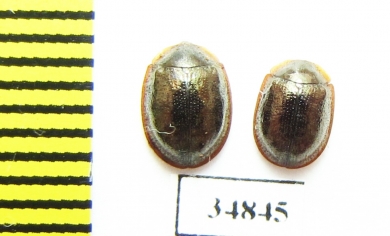 Thymalus aubei  Russia, N.Caucasus - INSECTS-STORE.RU