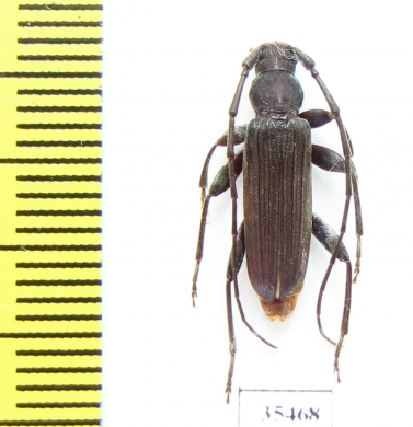 Cerambycidae sp.  South Africa Rep. - INSECTS-STORE.RU