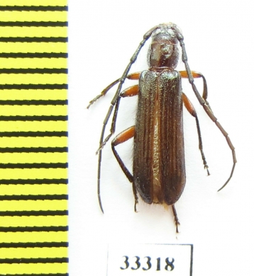 Cerambycidae sp.  Zambia - INSECTS-STORE.RU