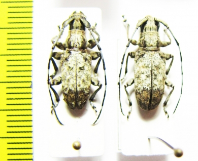 Cerambycidae sp.  Congo - INSECTS-STORE.RU