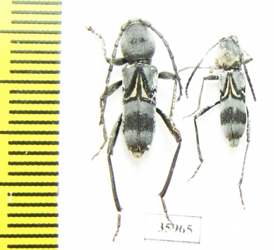 Cerambycidae sp.  Tanzania - INSECTS-STORE.RU