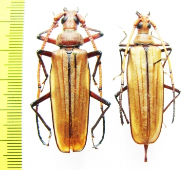 Aegosoma ? gigantea, pair  Malaysia, Borneo 47mm - INSECTS-STORE.RU