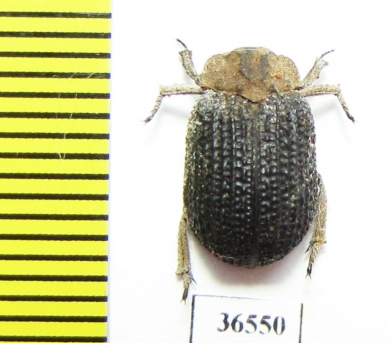 Trogidae sp.  Namibia - INSECTS-STORE.RU