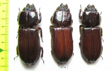 Passalidae sp.  Peru - INSECTS-STORE.RU