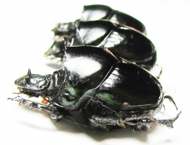 Diastellopalpus ? johnstoni  Kenya - INSECTS-STORE.RU