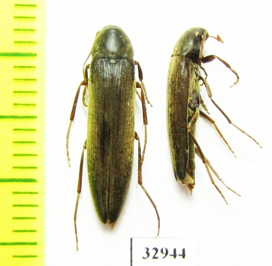 Serropalpus barbatus  Russia, Tver reg. - INSECTS-STORE.RU