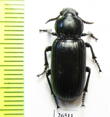 Carabidae sp.  Angola - INSECTS-STORE.RU