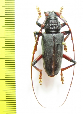 Cerambycidae sp.  Malaysia, Borneo - INSECTS-STORE.RU