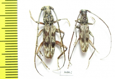 Cerambycidae sp.  Thailand - INSECTS-STORE.RU