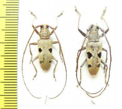 Cerambycidae sp.  Indonesia, Sulawesi - INSECTS-STORE.RU