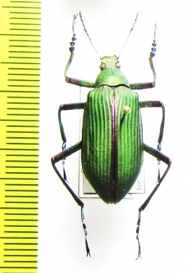 Campsiomorpha lata  Cambodia - INSECTS-STORE.RU