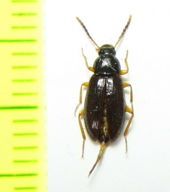 Mycetochara maura  Russia, Stavropol reg. - INSECTS-STORE.RU