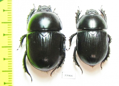Geotrupes stercorarius, pair  Russia, Tver reg. - INSECTS-STORE.RU