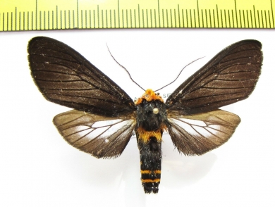 Erebidae sp.  Bolivia - INSECTS-STORE.RU