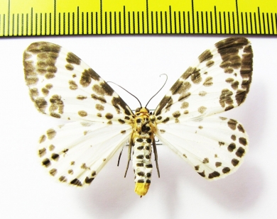 Geometridae sp.  Malaysia - INSECTS-STORE.RU