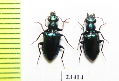 Carabidae sp.  Solomon isls. - INSECTS-STORE.RU