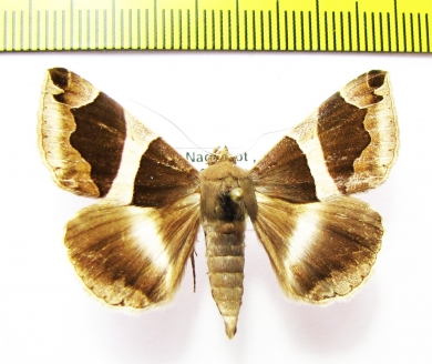 Noctuidae sp.  Nepal - INSECTS-STORE.RU