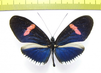 Nymphalidae sp.  Ecuador - INSECTS-STORE.RU