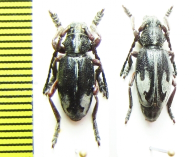 Dorcadion purkynei, pair  Greece - INSECTS-STORE.RU