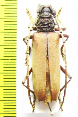 Jupoata ? rufipennis  Brasilia - INSECTS-STORE.RU