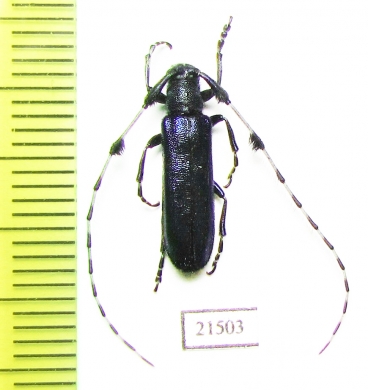 Agapanthia sp.  China - INSECTS-STORE.RU