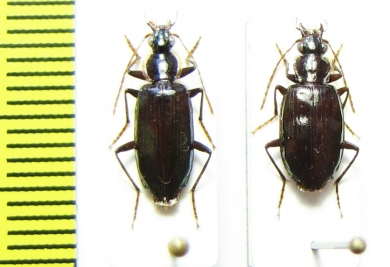 Carabidae sp.  Vietnam - INSECTS-STORE.RU