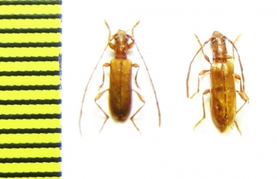 Obrium brunneum, pair  Russia, Krasnodar reg. - INSECTS-STORE.RU