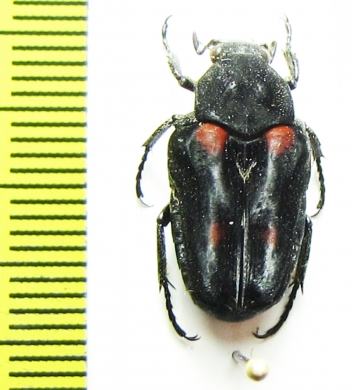 Taeniodera egregia  Indonesia, Java - INSECTS-STORE.RU