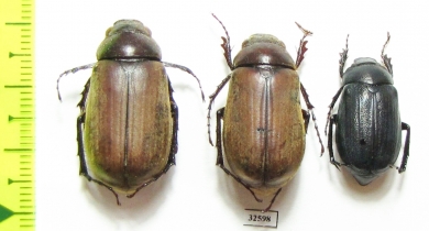 Melolonthinae sp.  China, Guangxi prov. - INSECTS-STORE.RU