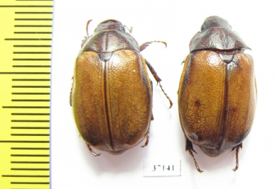 Melolonthinae sp.  South Africa Rep. - INSECTS-STORE.RU