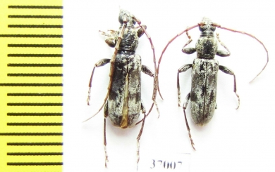 Cerambycidae sp.  South Africa Rep. - INSECTS-STORE.RU