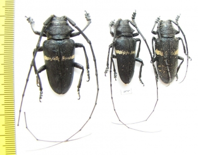 Zographus aulicus, pair  Zambia - INSECTS-STORE.RU