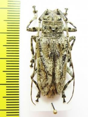 Cerambycidae sp.  Cote d'Ivoire - INSECTS-STORE.RU