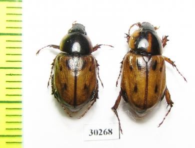 Cyclocephala sp.  Honduras - INSECTS-STORE.RU