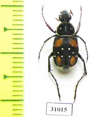 Paratrichius elegantulus  Laos - INSECTS-STORE.RU