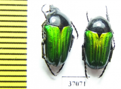Leucocelis sp.  South Africa Rep. - INSECTS-STORE.RU