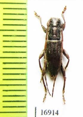 Cerambycidae sp.  New Zealand - INSECTS-STORE.RU