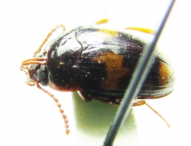 Tenebrionidae sp., pair  Vietnam - INSECTS-STORE.RU