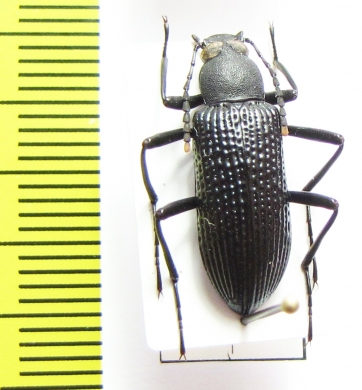Tenebrionidae sp.  Nepal - INSECTS-STORE.RU