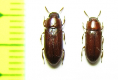 Tenebrionidae sp.  Malaysia - INSECTS-STORE.RU