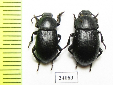 Dendarus moesiacus, pair  Turkey - INSECTS-STORE.RU